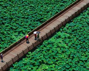Lotusblumen in China