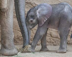 Elefanten-Baby «Kaja» im Opel-Zoo