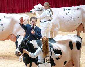 "Miss Ostfriesland" - Die Suche nach schönster Kuh